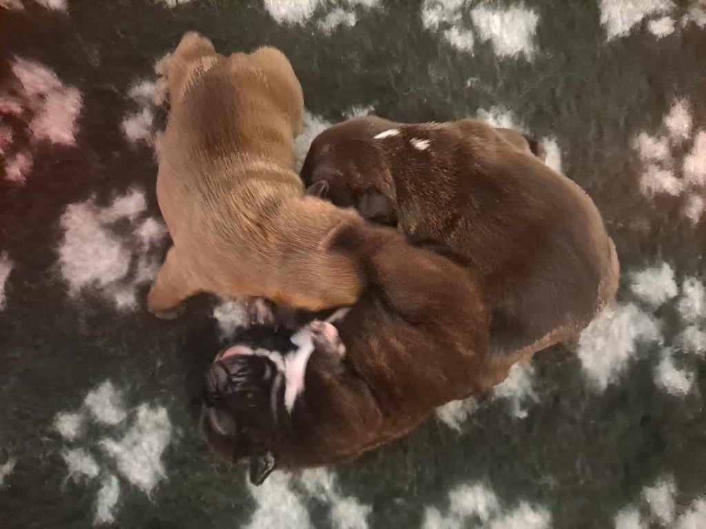 chiot Bouledogue français Des Trésors Du Bois Moreau