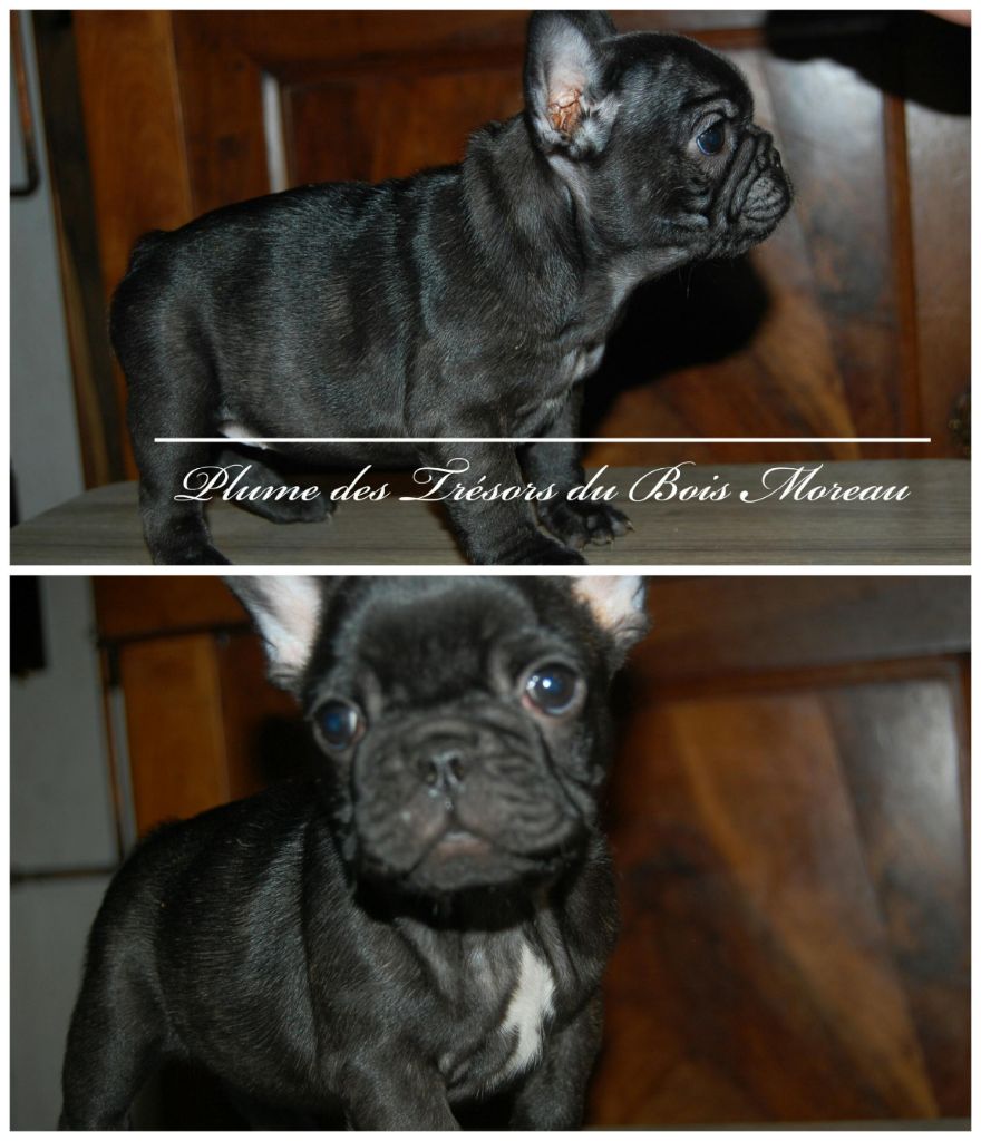 CHIOT
